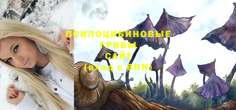 Галлюциногенные грибы Psilocybe  Кадников 